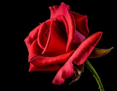 Červená růže 